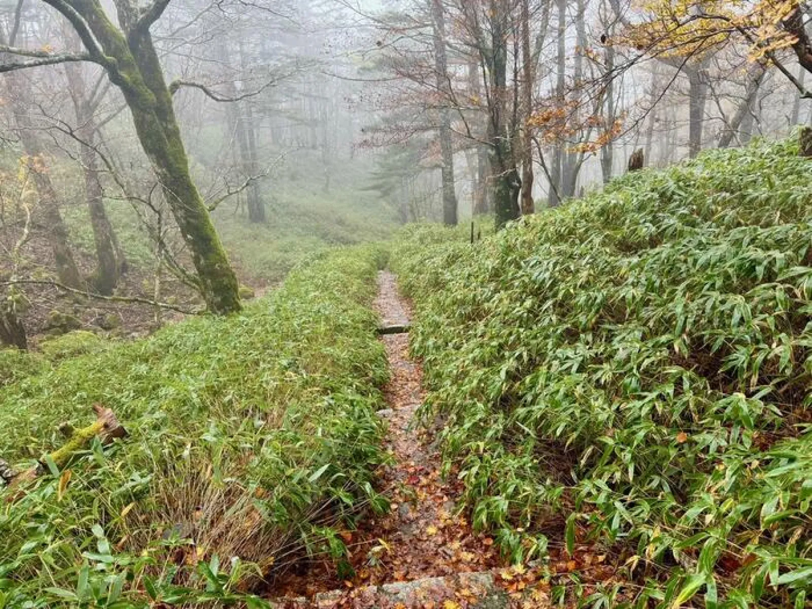 大台ヶ原山　登山道