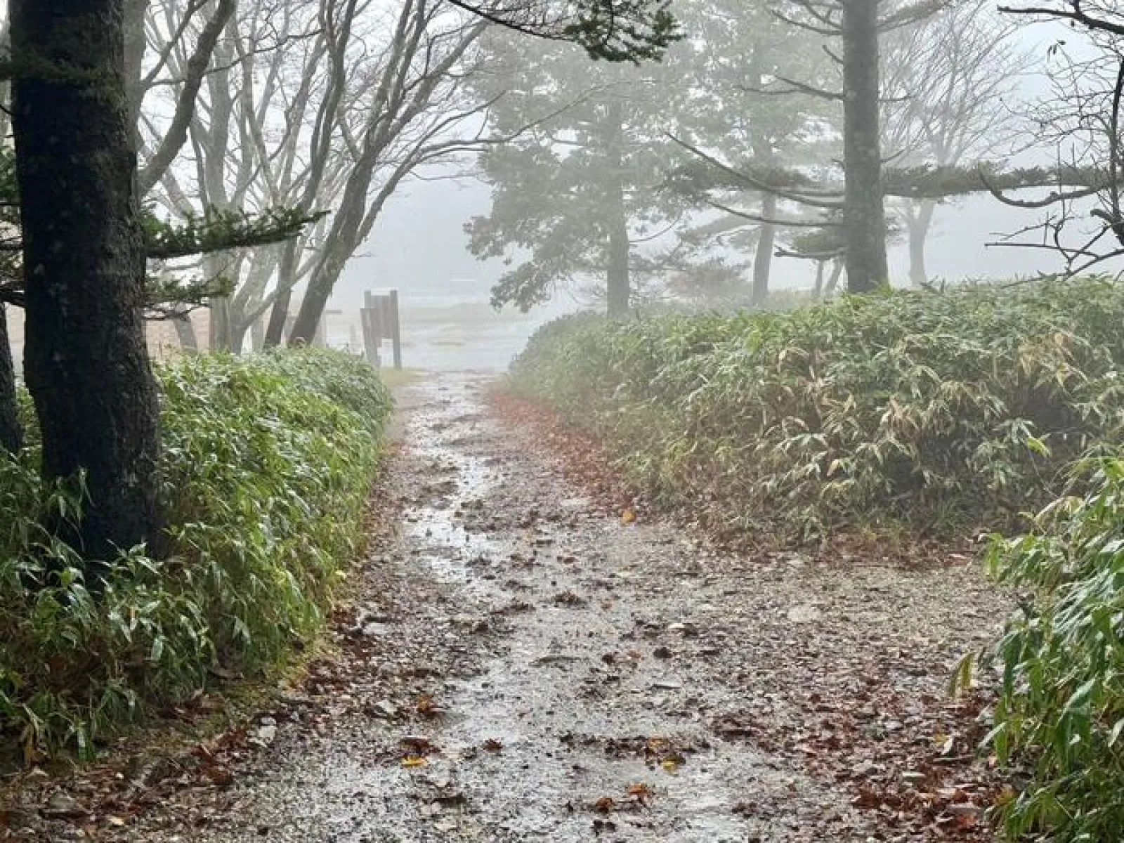 大台ヶ原山　登山道