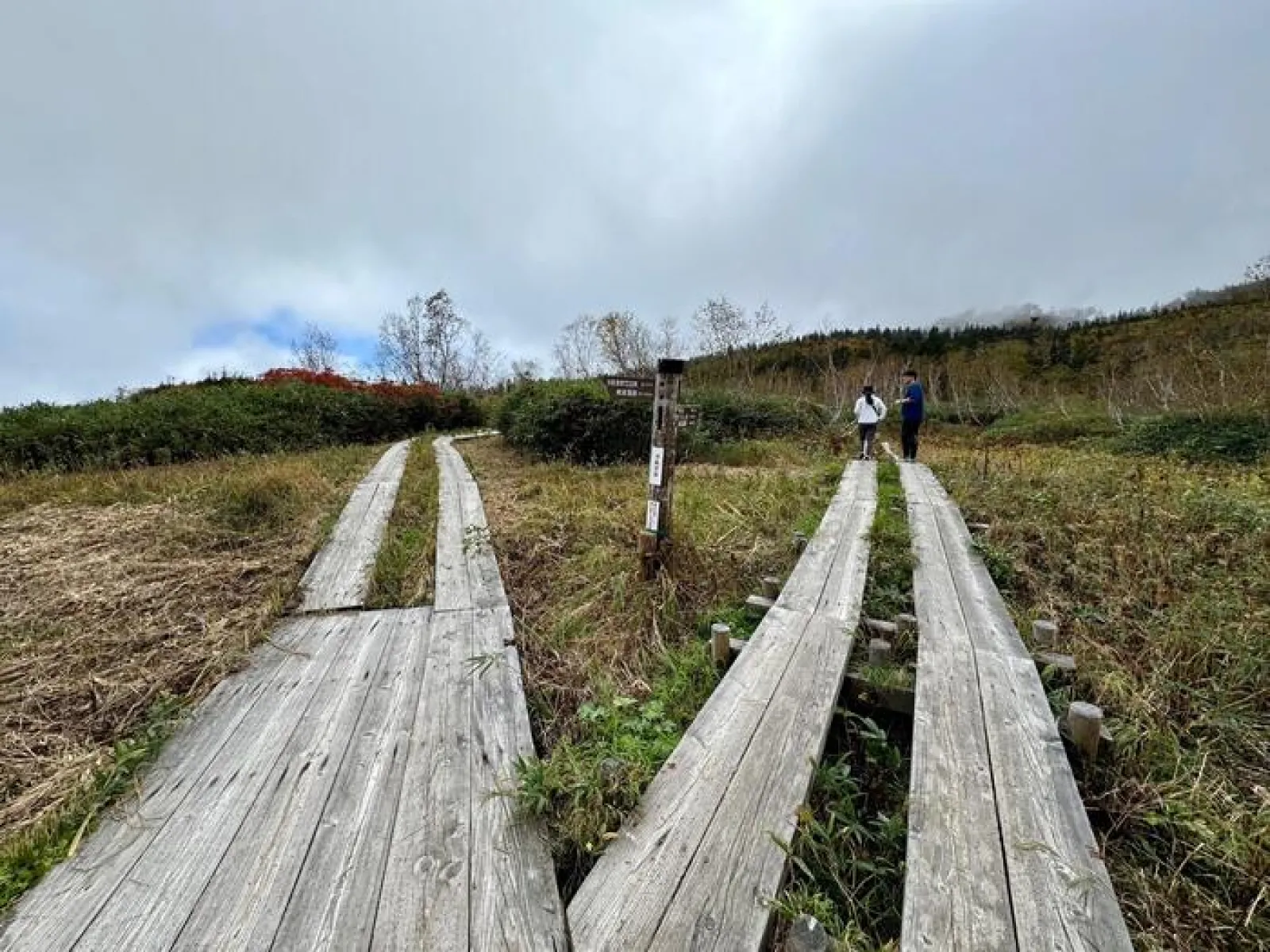 栂池自然園　浮島湿原