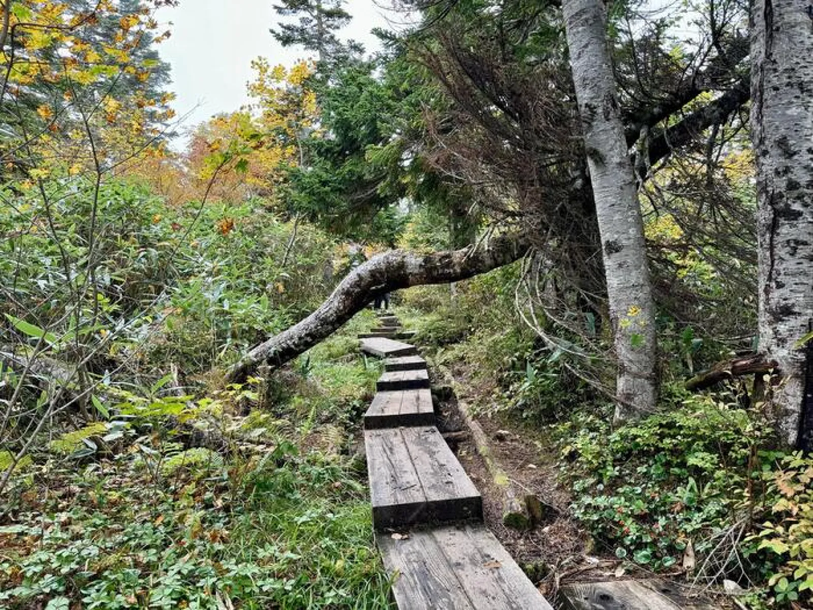 栂池自然園