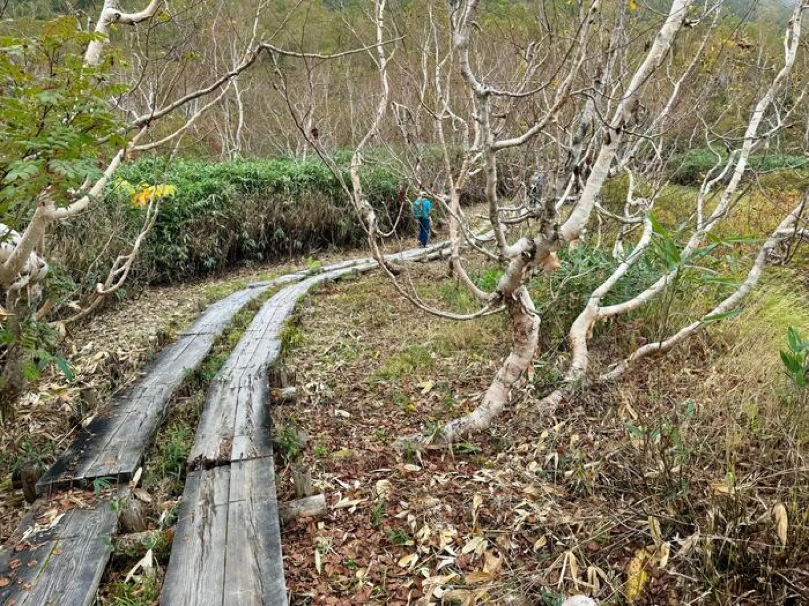 栂池自然園