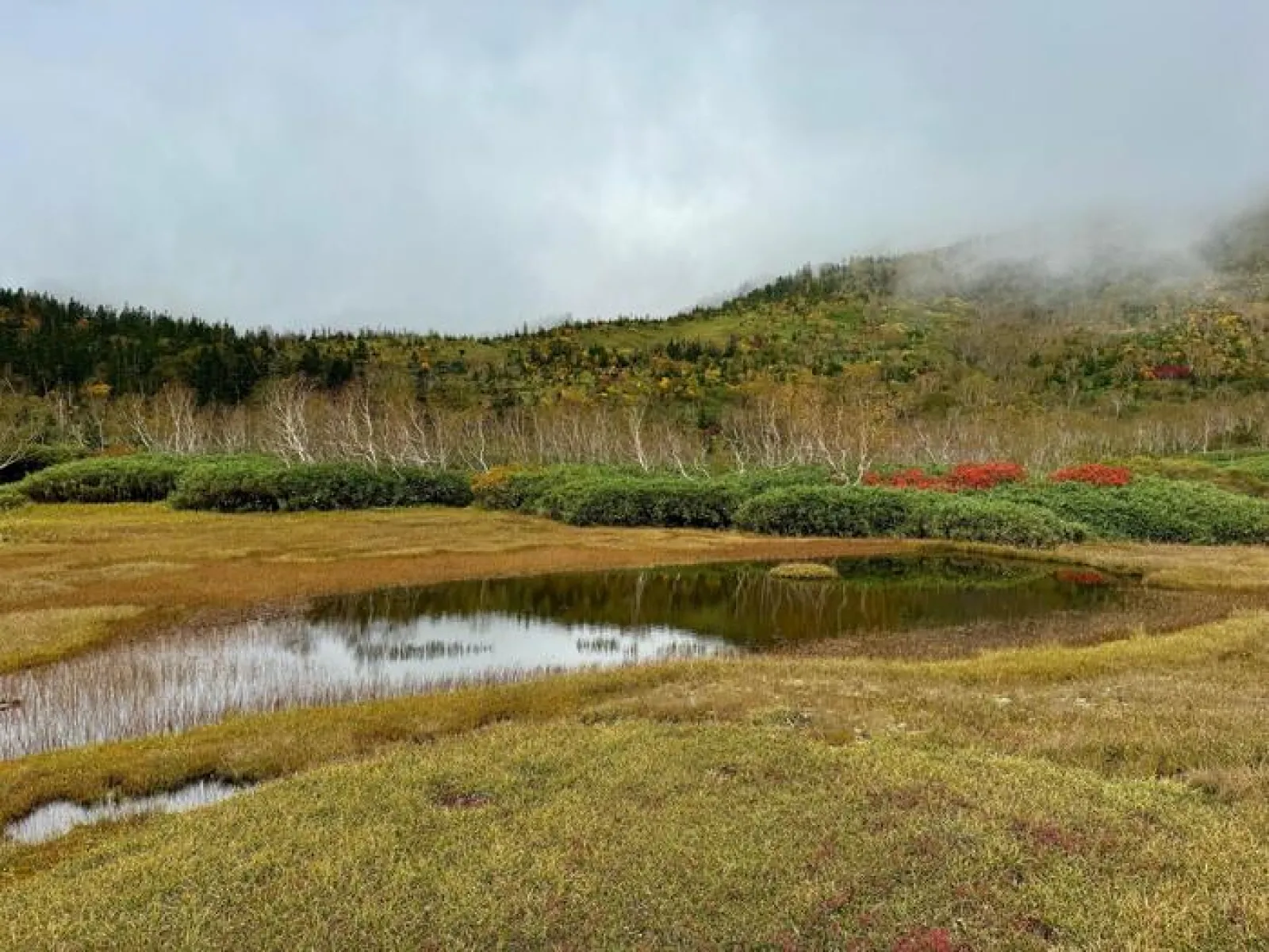 栂池自然園　浮島湿原