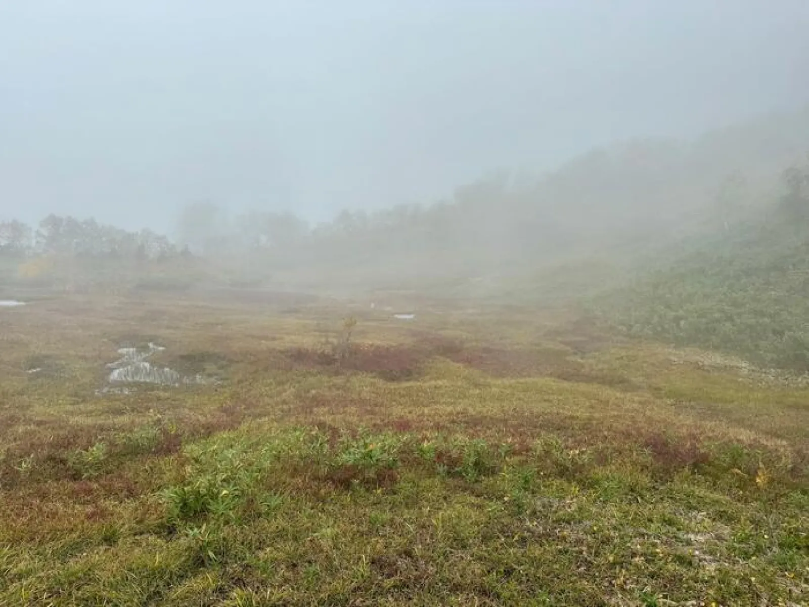 栂池自然園　展望湿原