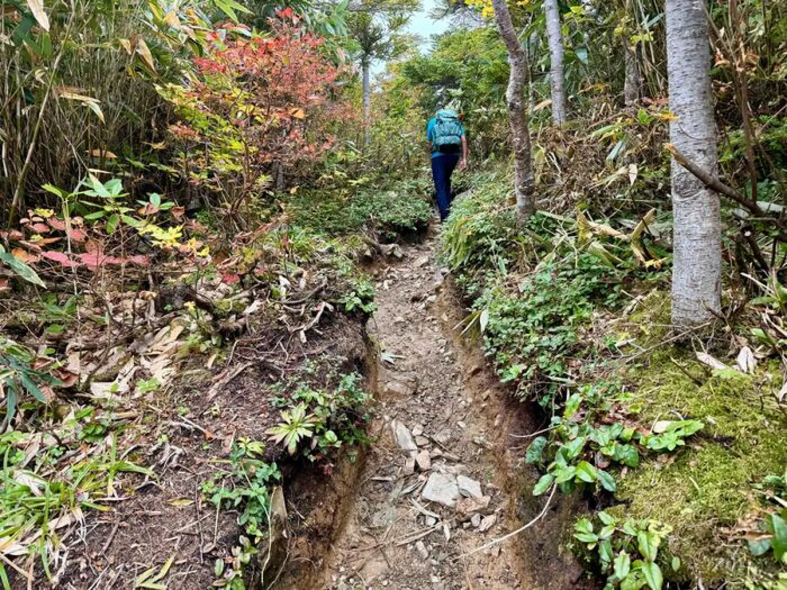 栂池自然園
