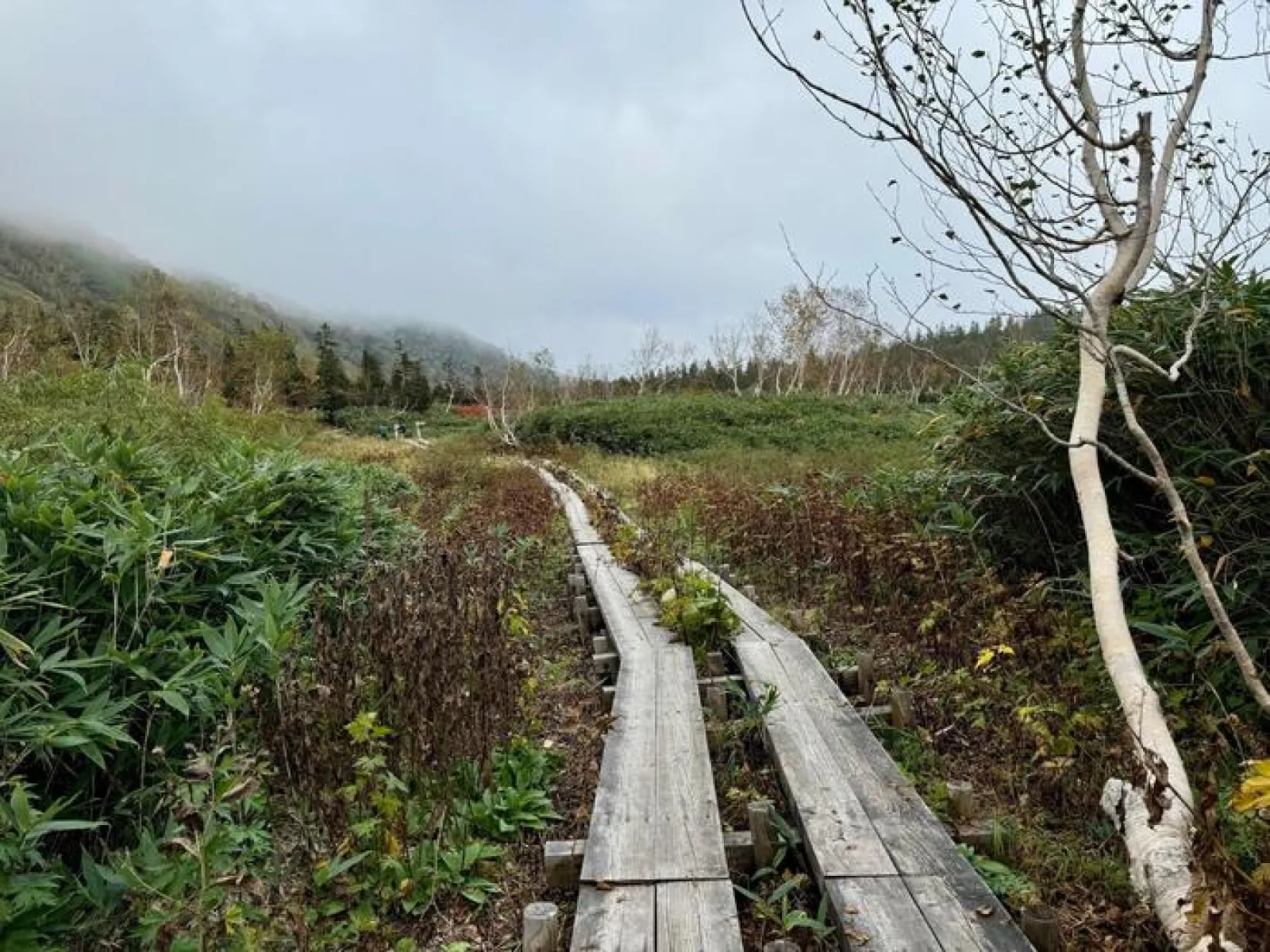 栂池自然園