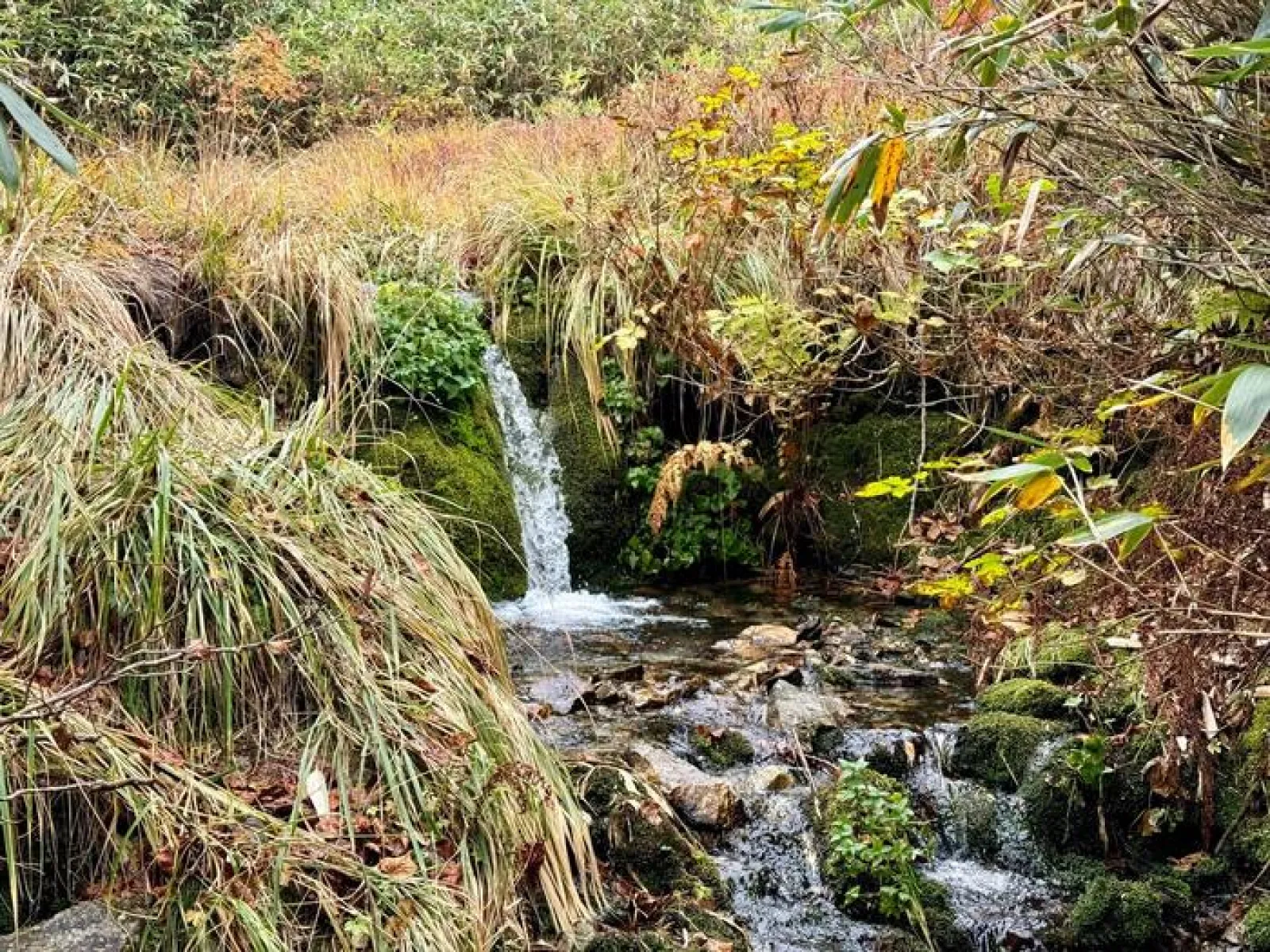 栂池自然園　銀命水