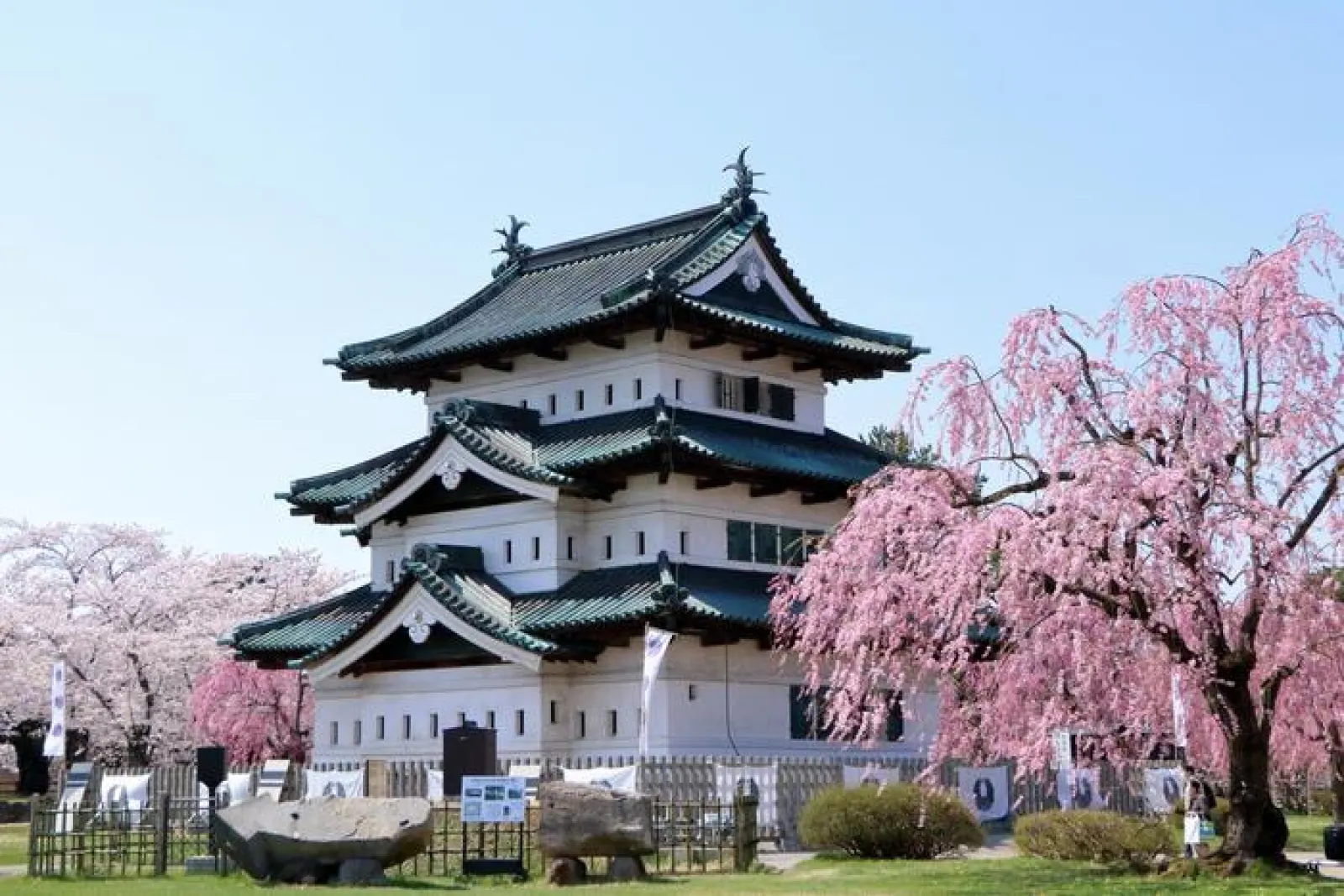 弘前城と桜