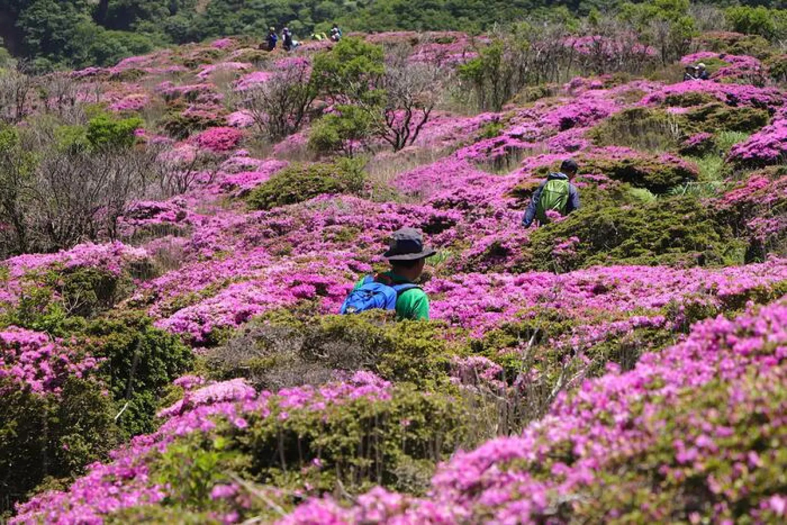 立中山（たっちゅうざん、標高1,465m）