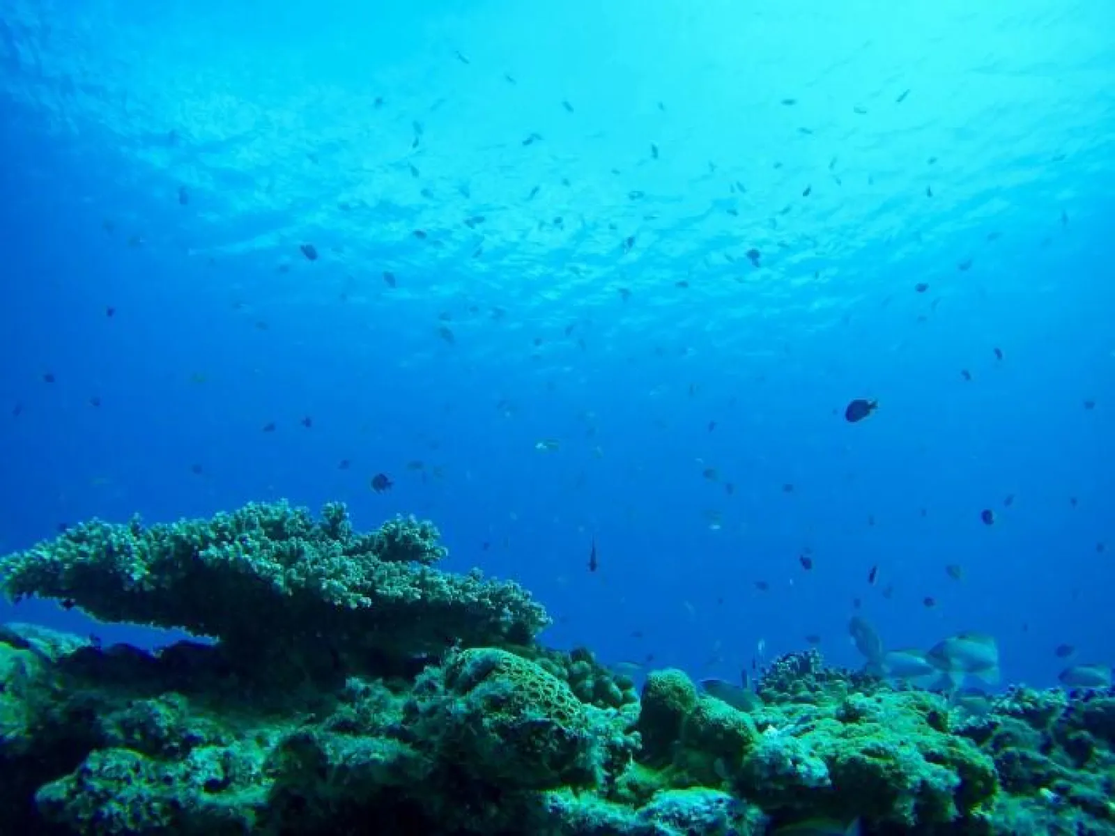 奄美大島海中