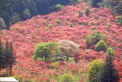 春.webp
