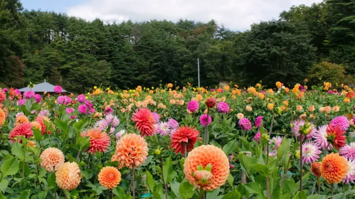 夏ダリア.webp