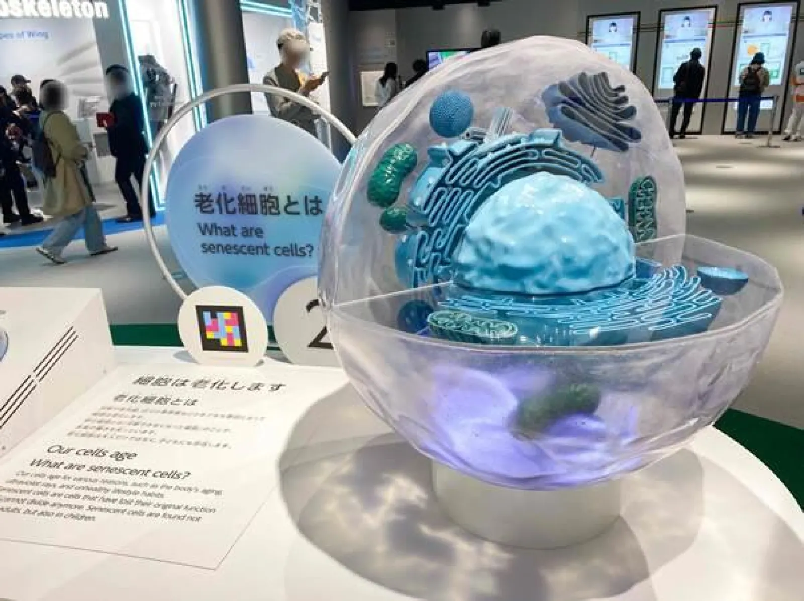 大阪・関西万博　大阪ヘルスケアパビリオン　「細胞研究所」展示