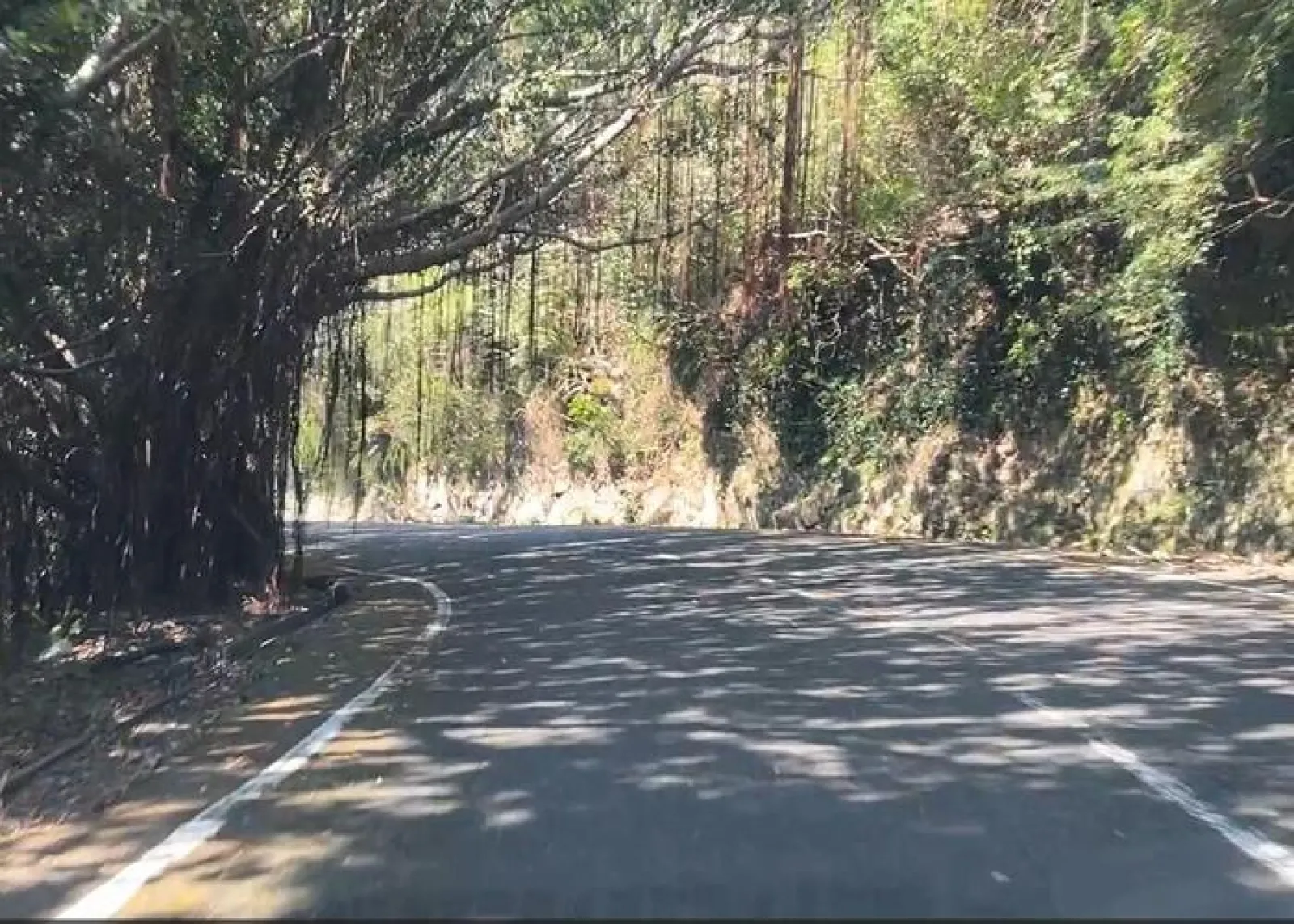 ジュマルの木、カーテンのようにダラリと垂れ下がっている