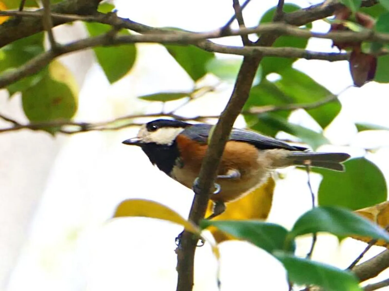 滝沿いの木々を飛び回るヤマガラ