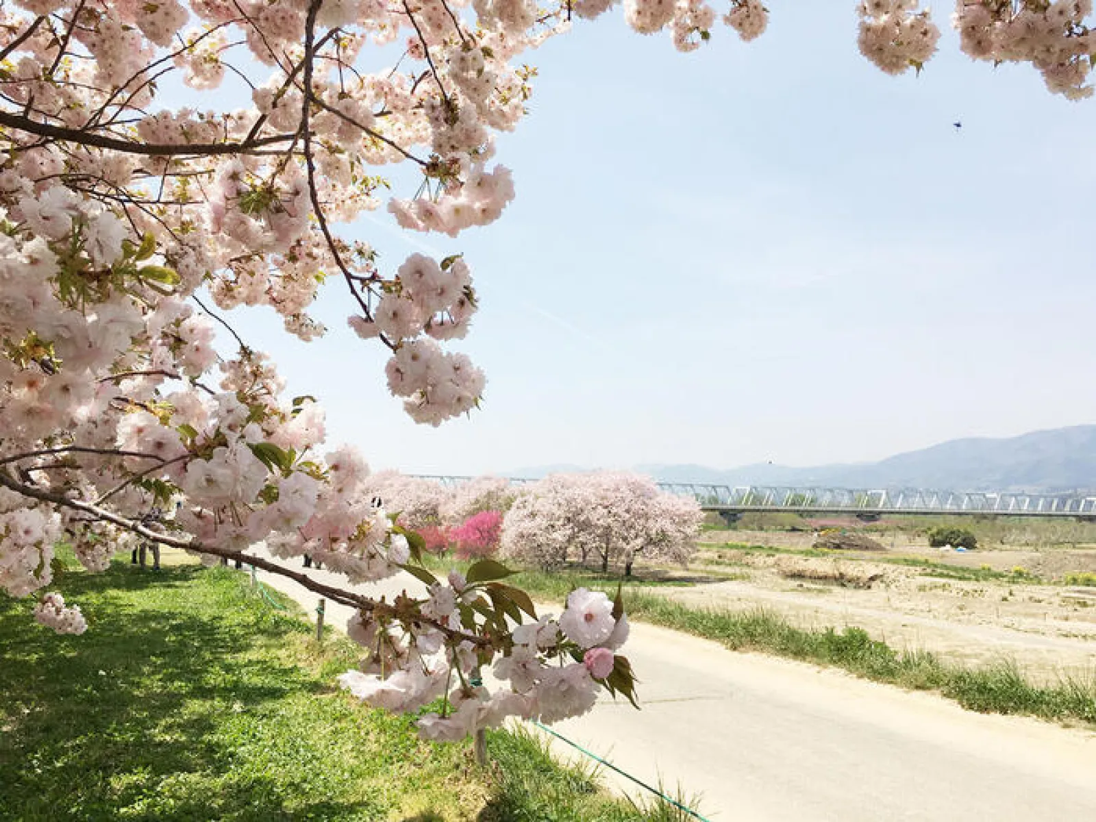 小布施　春　桜