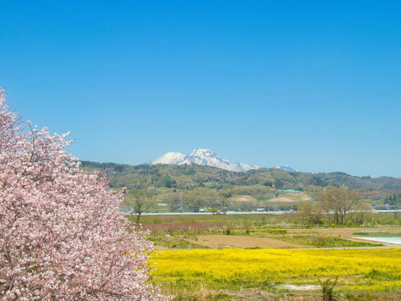 小布施　桜　菜の花