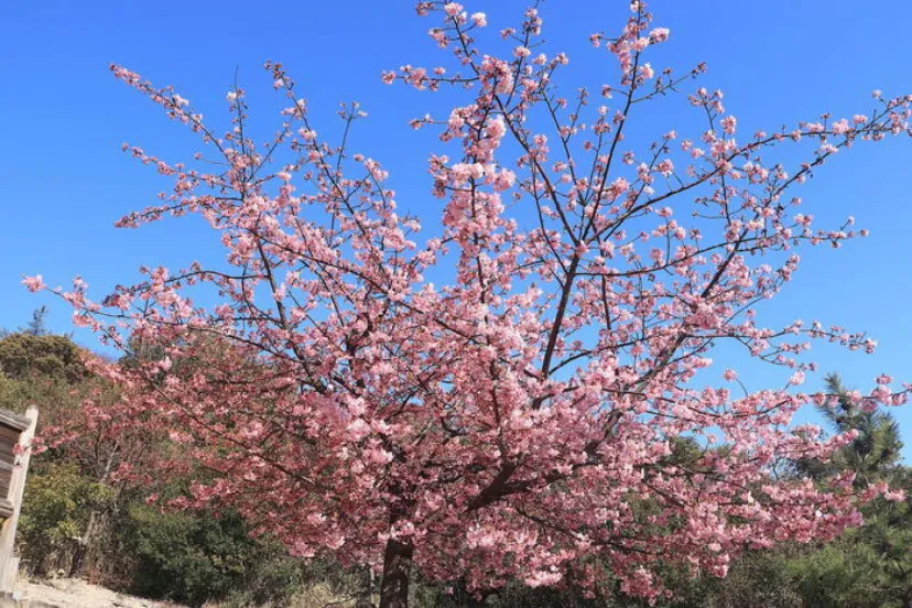 【四季と宿をめぐる旅】香川県〜小豆島 三都の郷と河津桜〜
