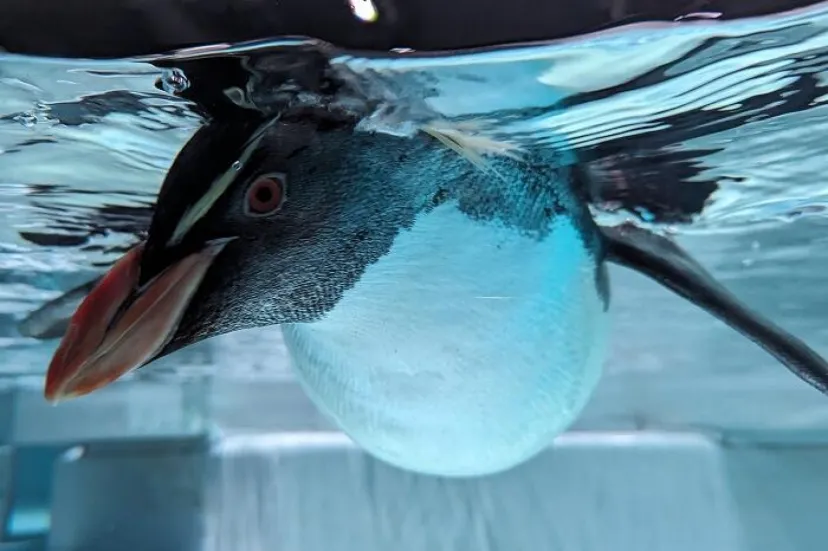 【北海道】ココロ満たされるマチナカのオアシス 都市型水族館「AOAO SAPPORO」