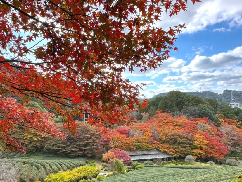 2025年の見頃は11月末〜12月初旬 佐賀・慧洲園の紅葉は山一面が赤く染まる圧巻の景色