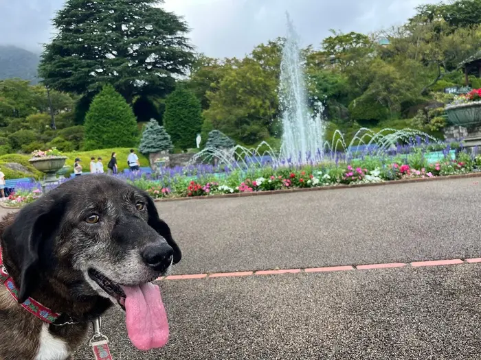 愛犬と一緒に楽しむ箱根強羅公園の特別イベント「111（わんわんわん）Festa」開催！