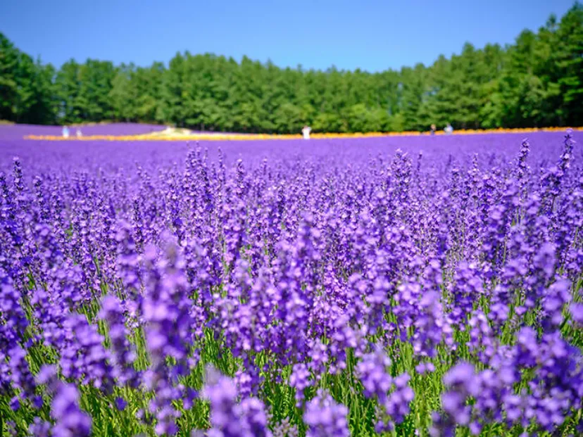 北海道の夏はこんなに楽しい！ 夏向けの観光スポットや見どころとは