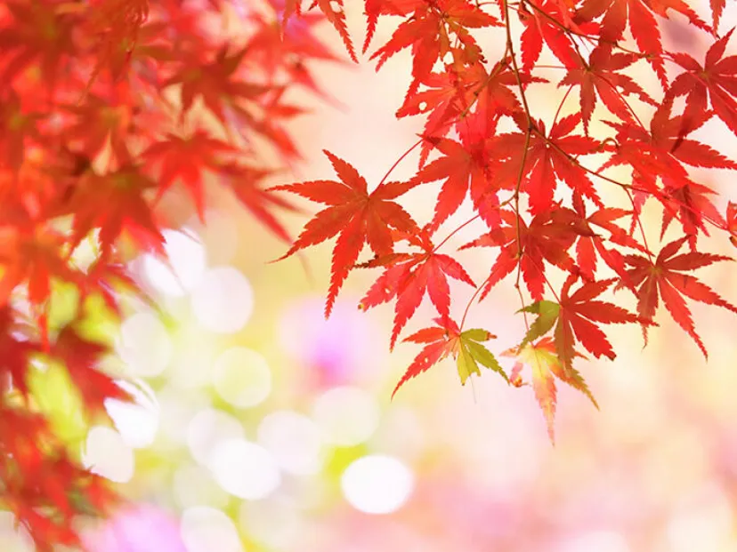 紅葉の種類知ってた？ もみじとカエデはどう違う？