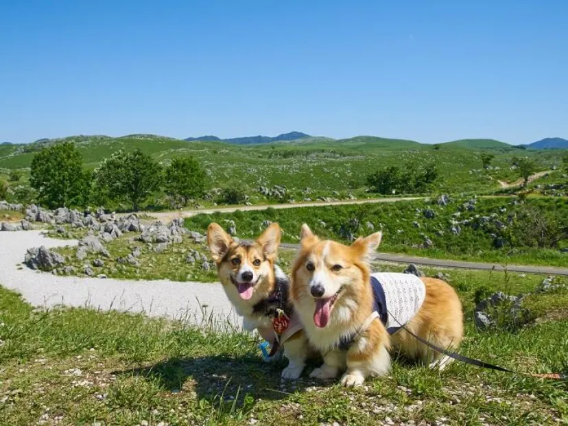 犬との旅行ガイド～連れていくか預けるか？ 宿泊事情も紹介～