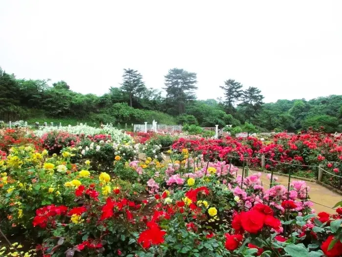 【無料】「秘密の花園」生田緑地ばら苑 春の一般開放！色とりどりのバラに囲まれた特別な時間を！