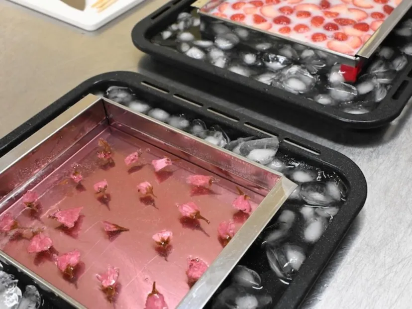 【秋田県・大仙市】春の大曲で寒天づくり体験｜地域の食と桜を楽しむ一日