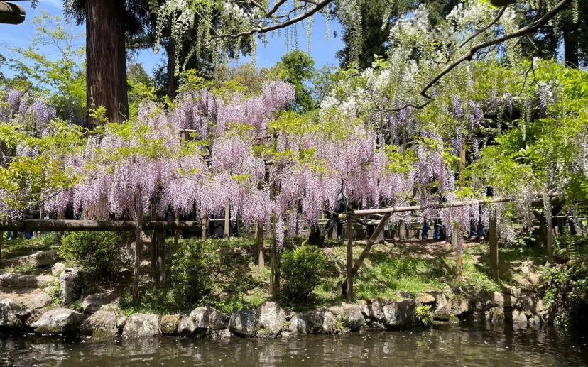 【奈良】春日大社と藤の花