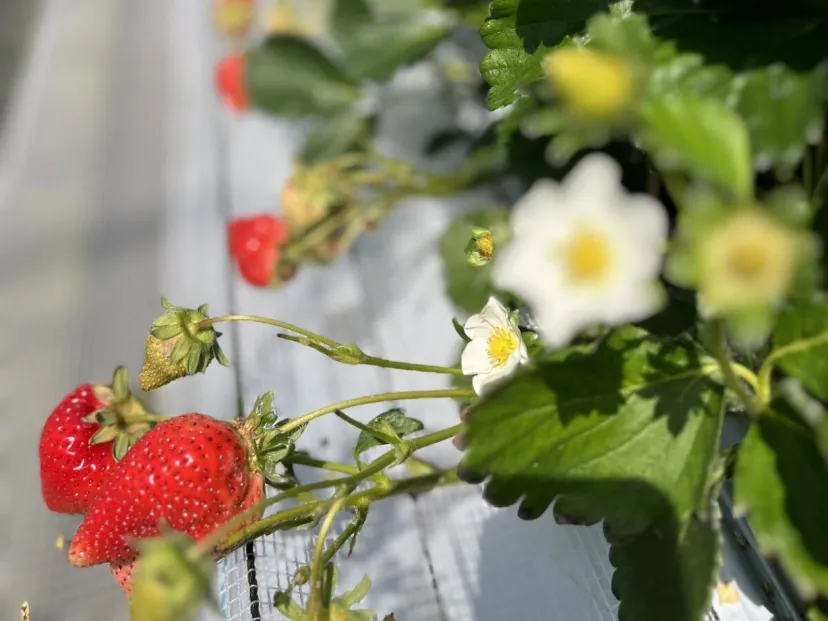 野菜や果物から始まる野菜ソムリエ的旅の組み立て方～福岡の旅