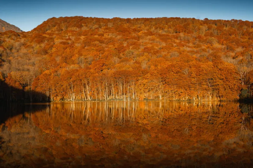 【青森】一生に一度は訪れたい紅葉の絶景スポット「蔦沼」