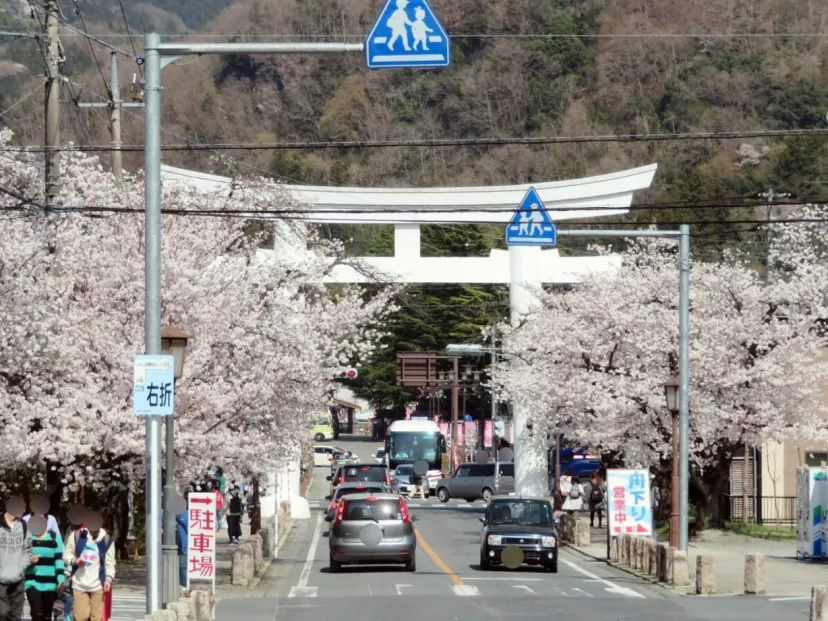 【長瀞桜花見ガイド】1か月あまりの長期間にわたって多種類の桜の花見が楽しめる長瀞｜埼玉県