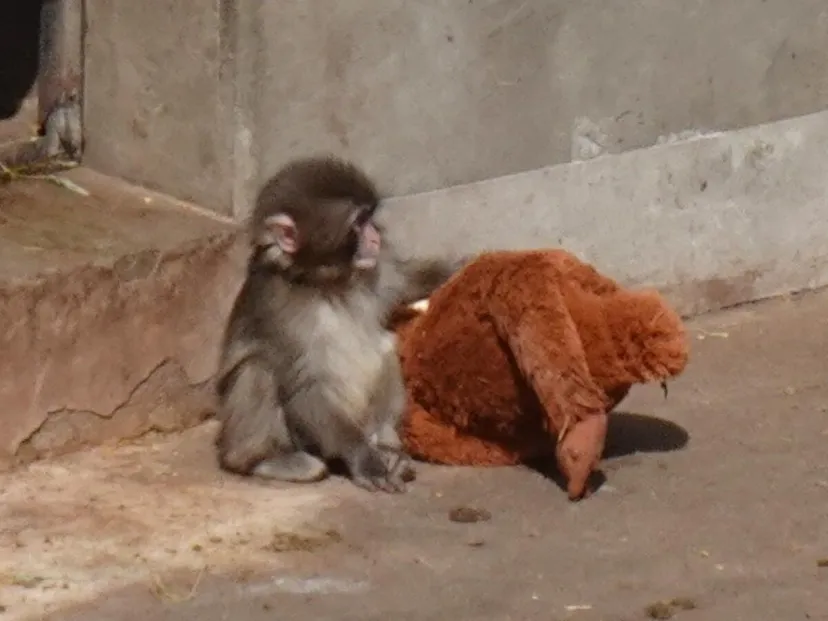 ぬいぐるみで遊ぶサル「パンチくん」に会いに！千葉県・市川市動植物園はレッサーパンダや動物ふれあいも楽しい癒しスポット