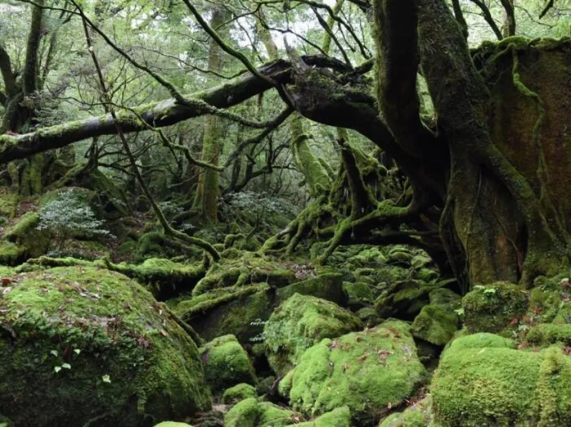 屋久島は何泊がおすすめ？ 必要日数や訪れるべきスポットを紹介！