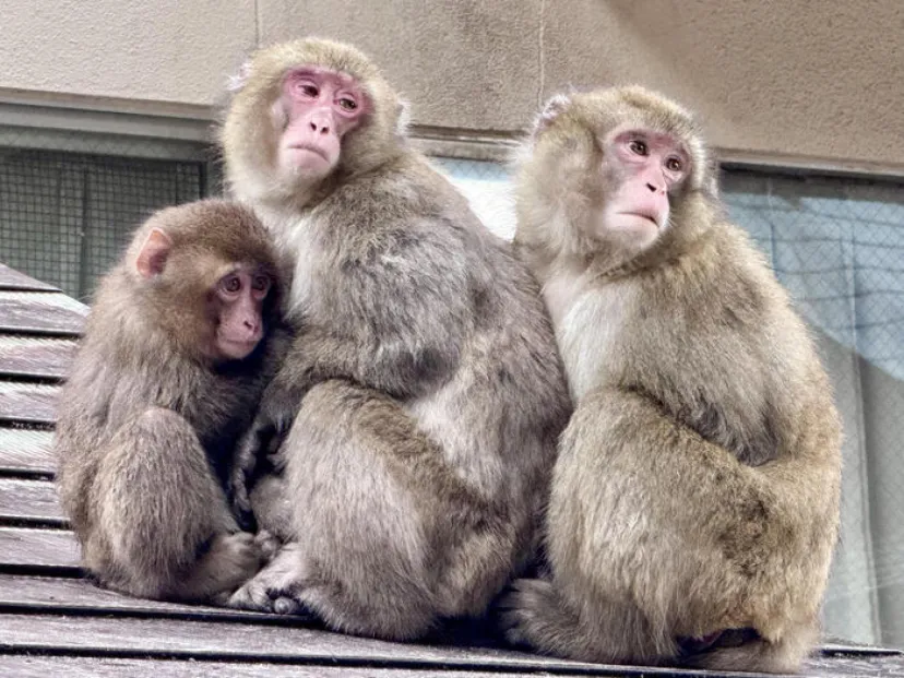【大分】おサルさんの聖地でこんにちは！高崎山自然動物園