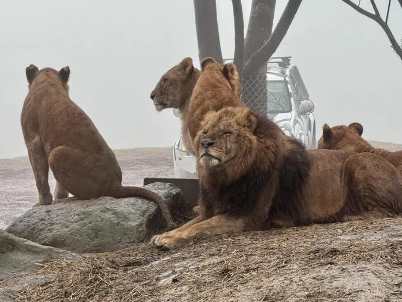 約48年ぶりの訪問！「九州自然動物公園アフリカンサファリ」園内レポート