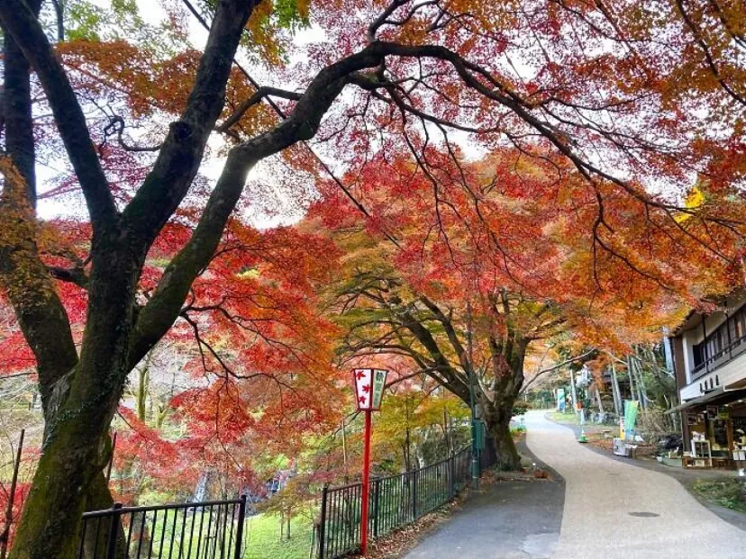 【岐阜】養老町「養老の滝」の見事な紅葉と「理屈でわかろうとしないでいい」養老天命反転地を歩く　
