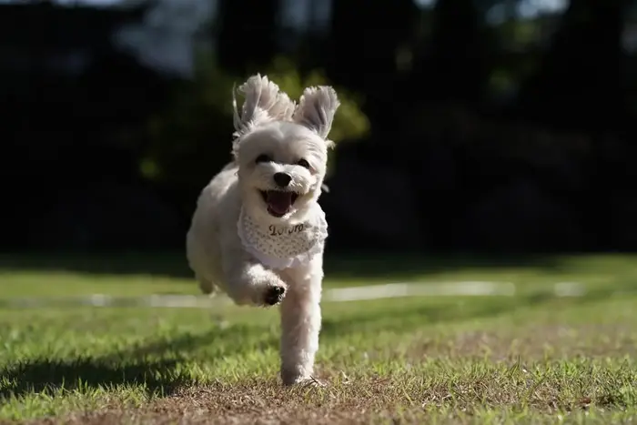 愛犬と一緒に楽しむ！関東最大級のプライベートドッグヴィラ「グランフォレスタヴィラ日光」2025年8月オープン！
