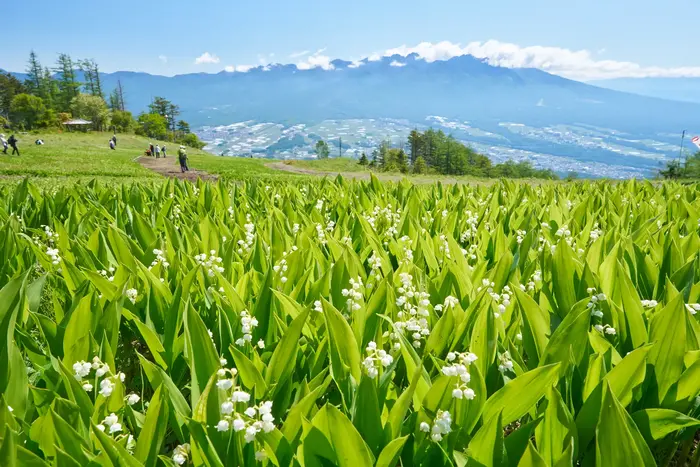 絶景と花々が織りなす「120万本のすずらん祭り」開催！富士見パノラマリゾートで思い出に残る休日を！