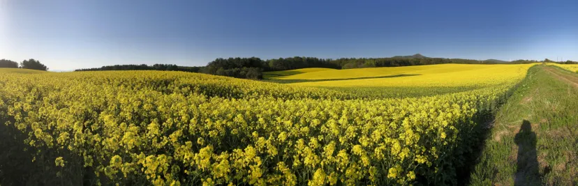【青森県】菜の花絨毯に包まれる感動体験！心満たす横浜町の旅