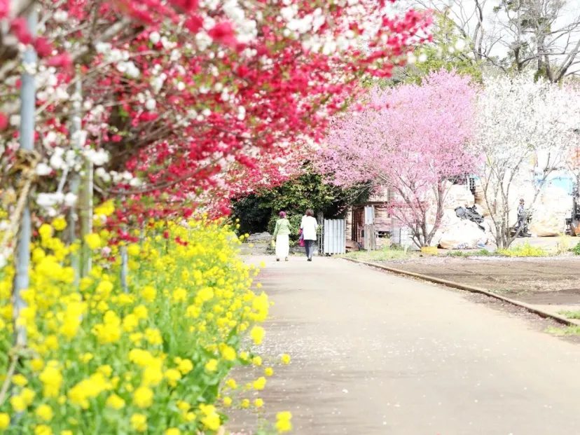 混雑回避でいちご狩りも満喫!"有名より正直最高"な「春の湘南・穴場名所」