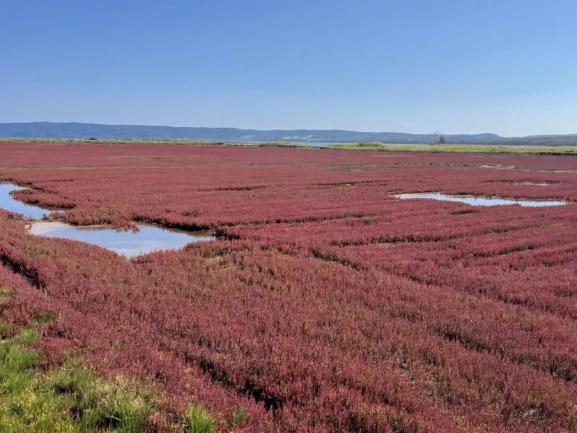 一面が真っ赤なじゅうたんに!日本一のサンゴ草群生地「能取湖」で出会った北海道の秋