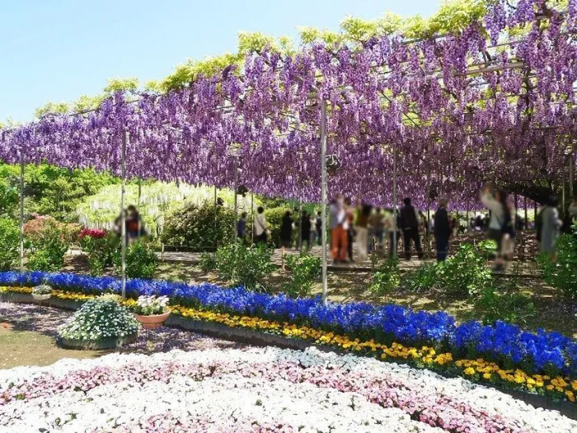 【栃木】350本以上の藤が咲き誇る花の楽園！GWに行きたい「あしかがフラワーパーク」