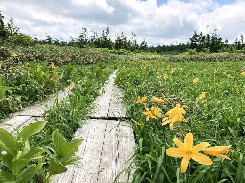 【岩手】広大な湿原に咲く高山植物を気軽に見に行ける！八幡平で涼しい空気に包まれながらトレッキング