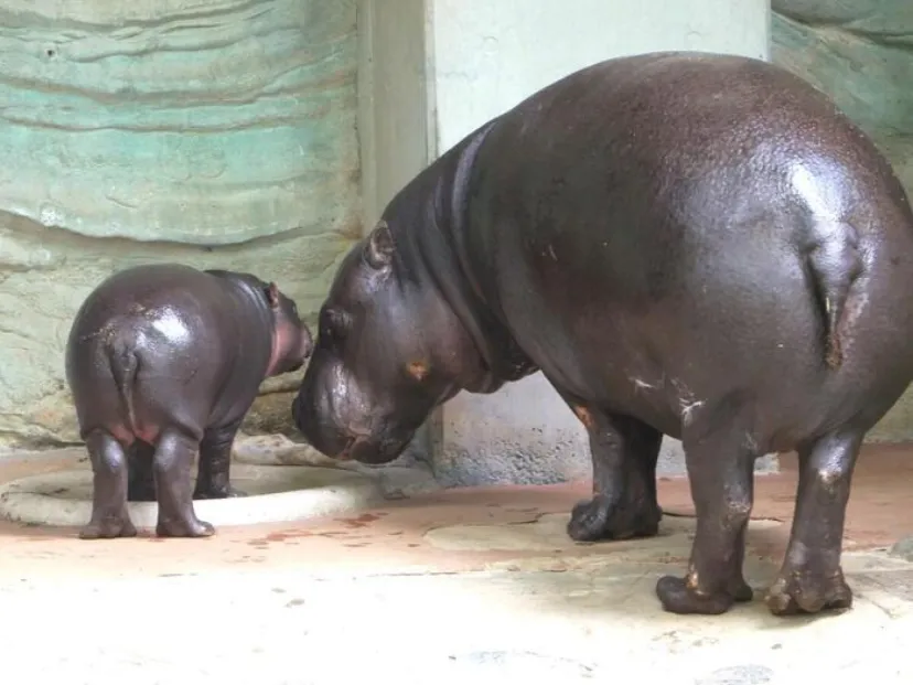 【東京】上野動物園でコビトカバの赤ちゃんがデビュー！やんちゃな子トラたちも大人気