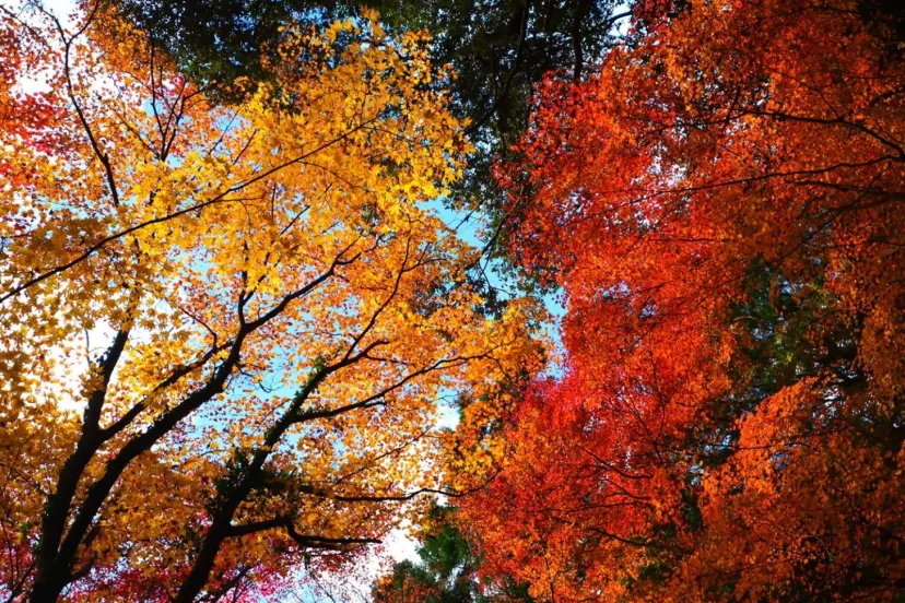 【東海・2026年】紅葉に包まれる絶景神社7選|今年の見頃はいつ?