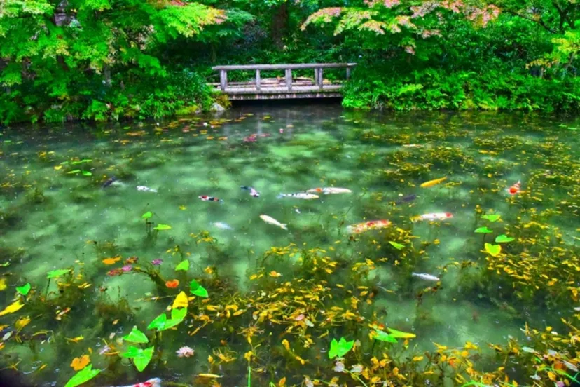 【初夏の岐阜】涼を求めて水の都へ♪ 郡上八幡と名もなき池（モネの池）へ行こう