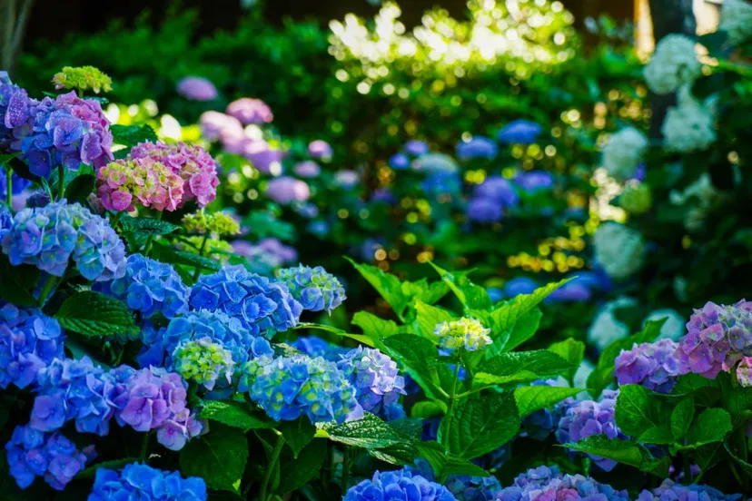 【6月～7月が見頃】色鮮やかな紫陽花を見にでかけよう！関西の紫陽花スポット5選＜京都・大阪・奈良＞