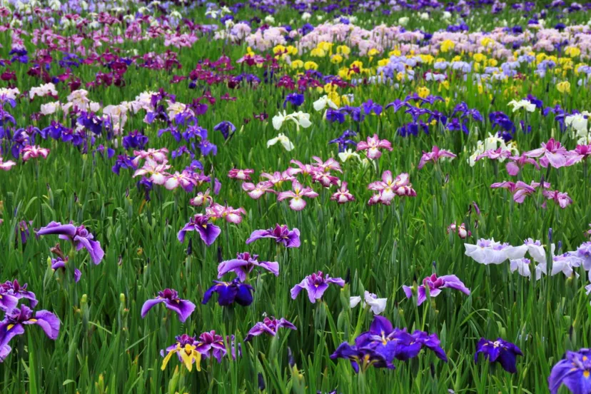 【静岡県】6月におすすめ♪ 季節の花々が咲き乱れる初夏の遠州花めぐり